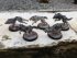 Fenrisian wolves