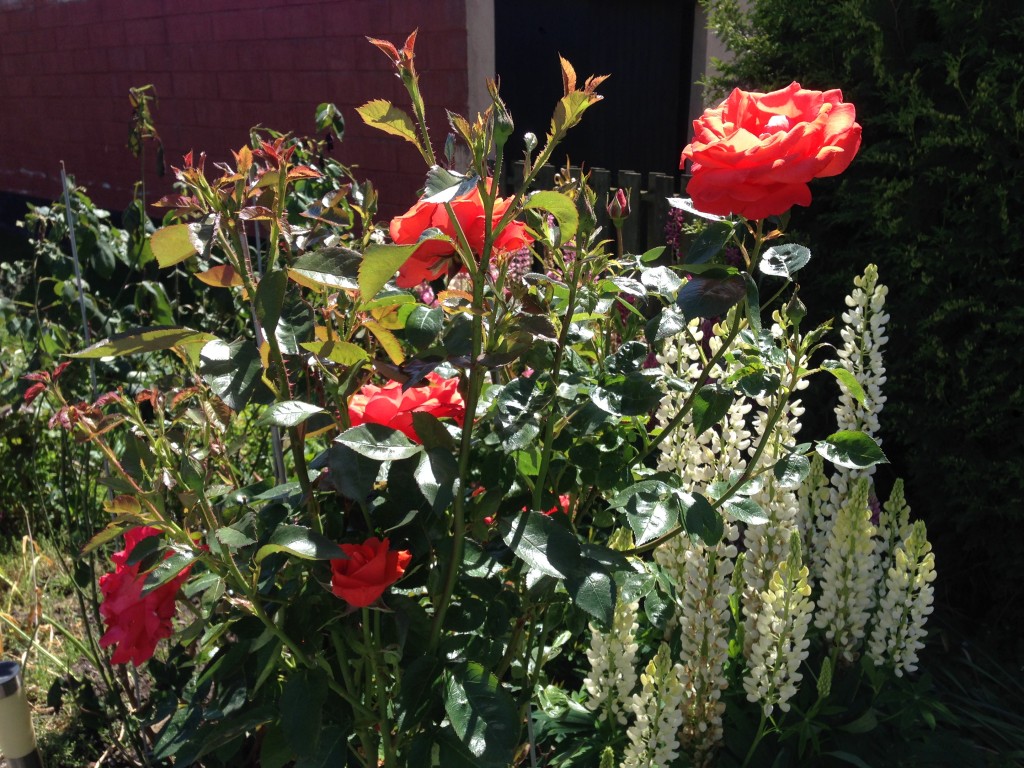 Rose i baghaven