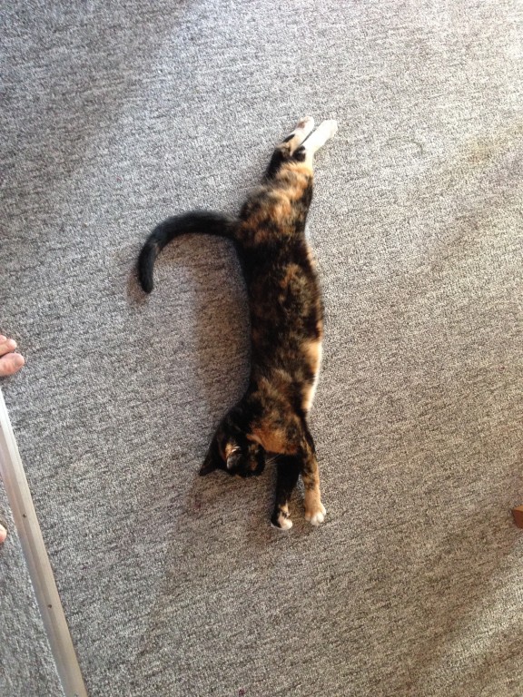 Vores lange kat Felicia