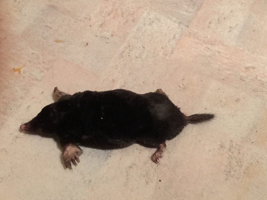 En gave fra vores kat