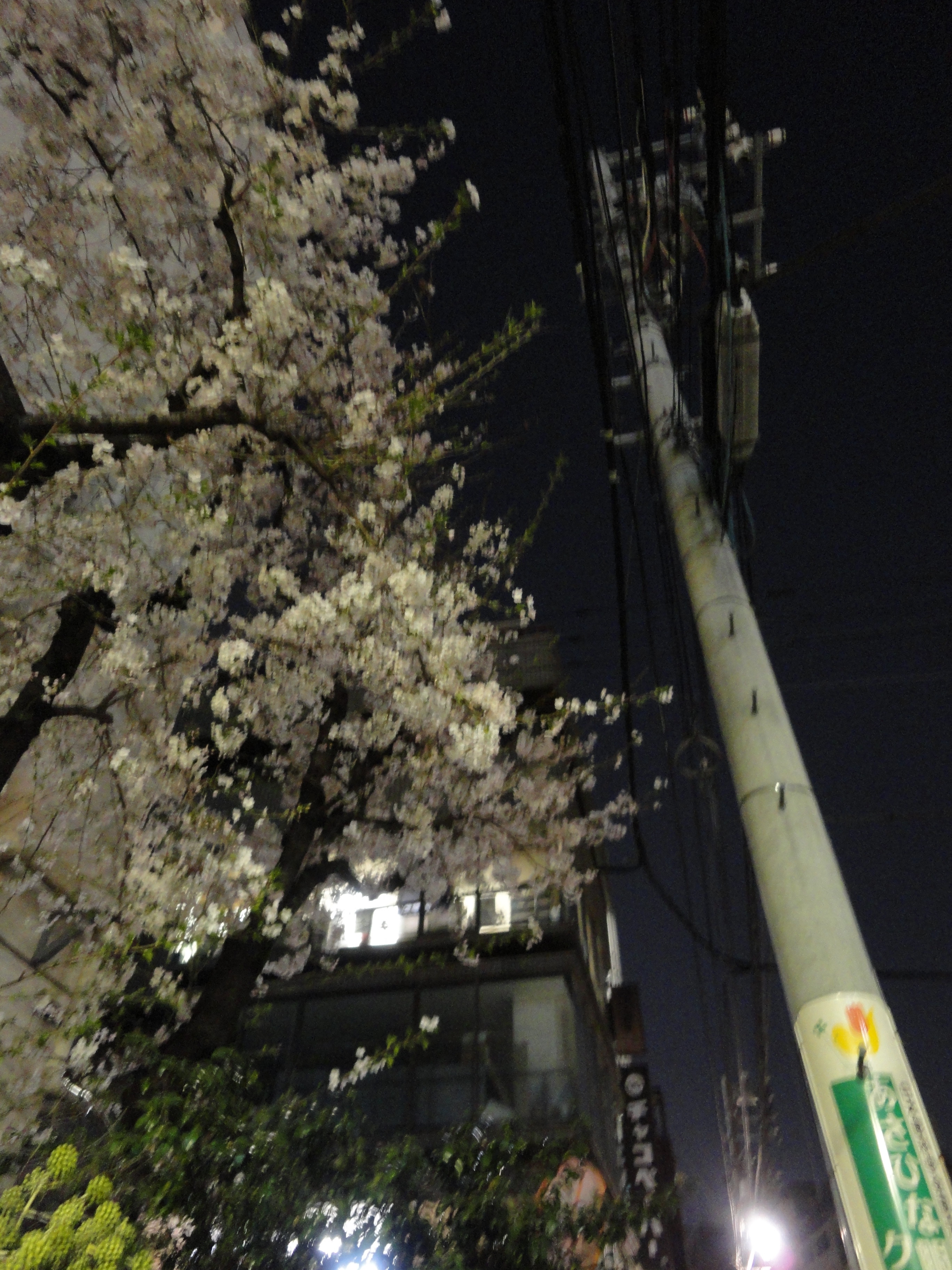 Sakura træ og elmast om aftenen i Asakusabashi, Tokyo