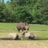 Givskud Zoo - Næsehorn