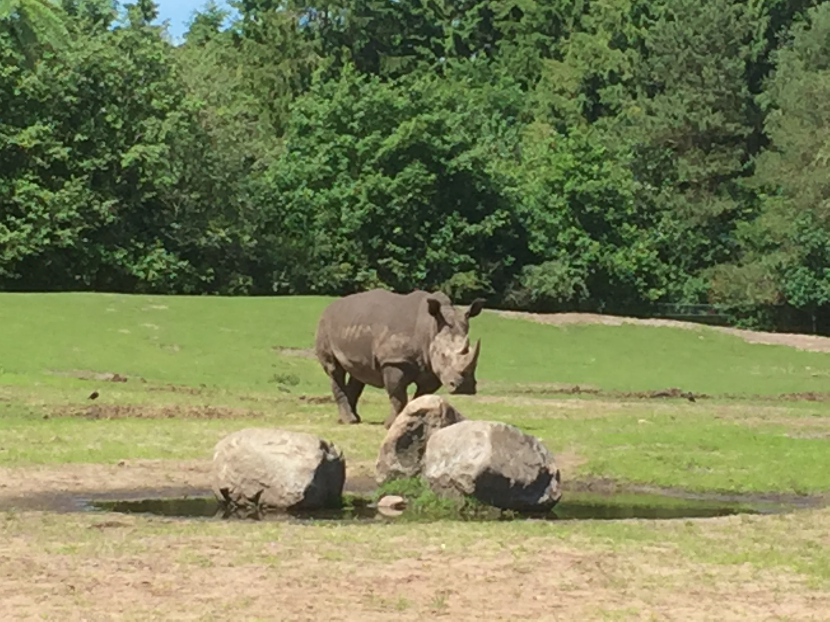Givskud Zoo - Næsehorn