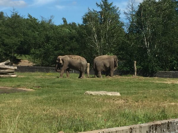 Givskud Zoo - Elefanter