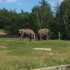 Givskud Zoo - Elefanter