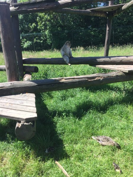 Givskud Zoo - Abe