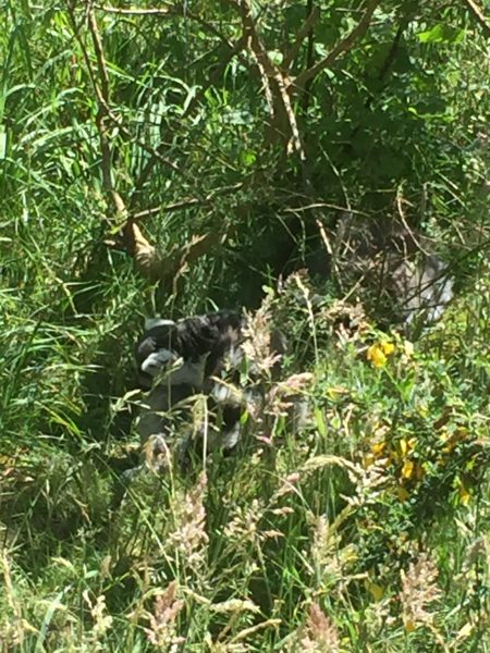 Givskud Zoo - Lemurer der sover