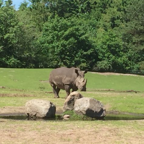 Givskud Zoo - Næsehorn