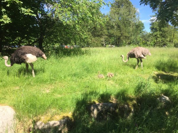 Givskud Zoo - Struds med kyllinger