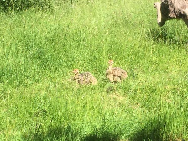 Givskud Zoo - Strudse-kyllinger