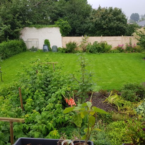 Vores baghave sommer 2017