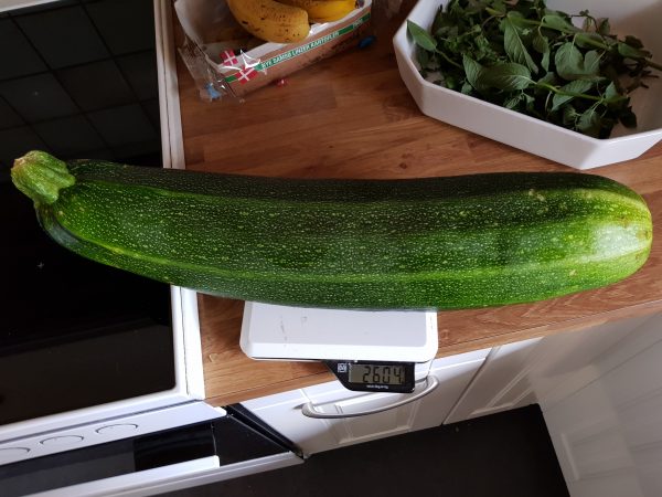 Squash