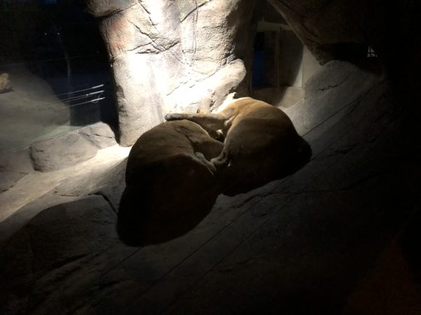 Lysaften i Odense Zoo 24/2/2018